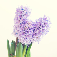 hyacinth growing in a pot 