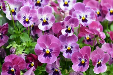 Foto op Plexiglas Viooltjes viooltje