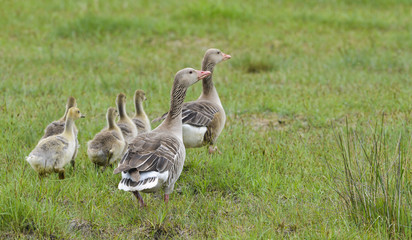 goose (Anser anser) - Lake Neusiedl