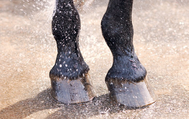 Washing of feet and hooves horse closeup