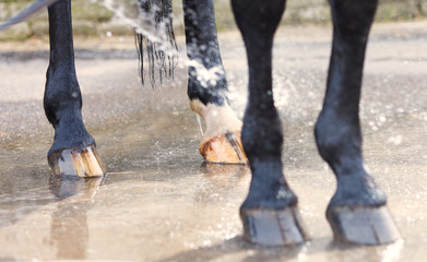 Washing of feet and hooves horse closeup - 82807009
