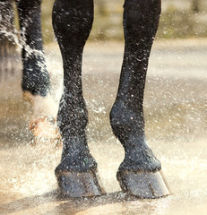 Washing of feet and hooves horse closeup - 82807014