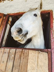 funny white horse