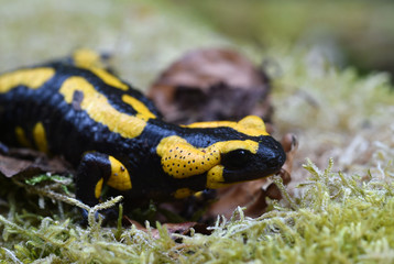 Feuersalamander