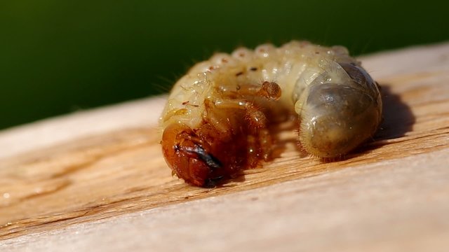 Larva of cockchafer on a wooden bark
