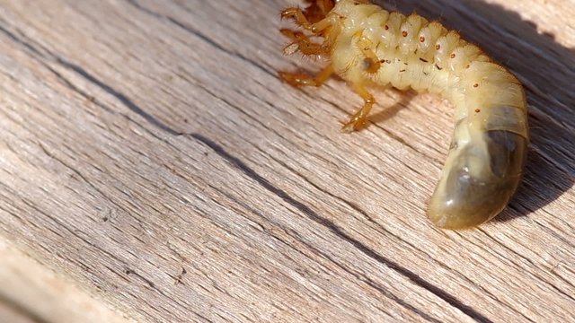Larva of cockchafer on a wooden bark

