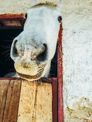 funny white horses head