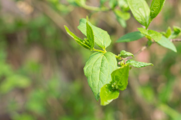 Branch with young small leaves in the spring