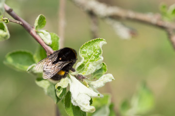 Bumblebee on an apple-tree branch close up