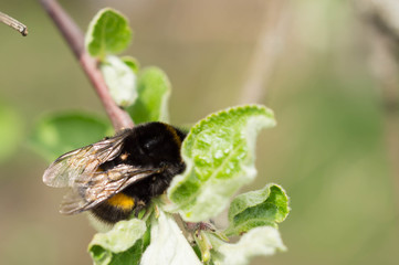 Bumblebee on an apple-tree branch close up