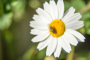 a fly on a white and yellow flower
