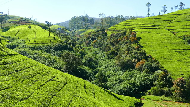 panorama of mountain tea plantation in Sri Lanka
