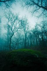 Fototapeta na wymiar Forest in the mist