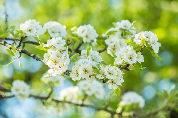 Obraz premium Spring trees