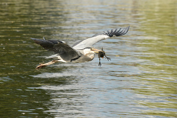Grey Heron with a stolen nestling of Coot.