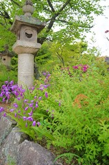 Fototapeta na wymiar 龍田大社の石燈篭と紫蘭