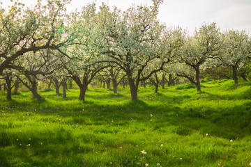 Spring trees