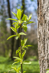 Fototapeta premium Leaves in early springtime