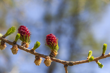 Springtime Beginnings