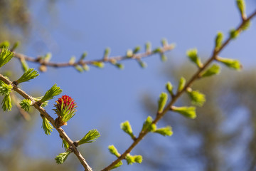 Spring Bud