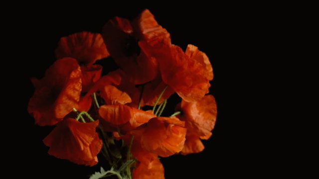 Poppies red black shadowy blow