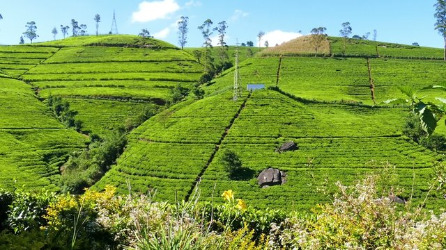 panorama of mountain tea plantation in Sri Lanka
