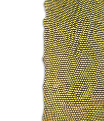 textured of iguana skin