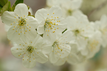 Cherry blossom flower. Background blur bokeh