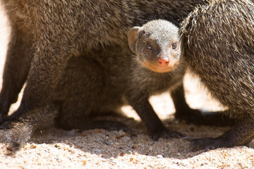 Banded mongoose baby hides under mother for protection