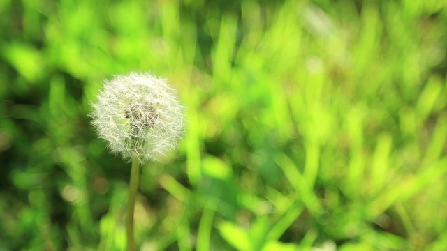 Single dandelion closeup