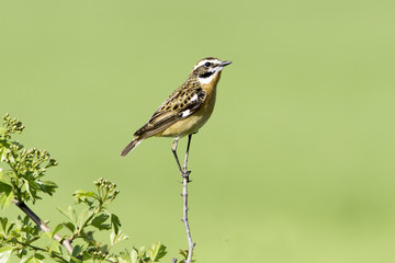 Whinchat in natural habitat / Saxicola rubetra
