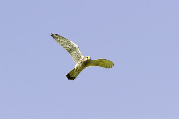 Falco tinnunculus / common kestrel, female in flight