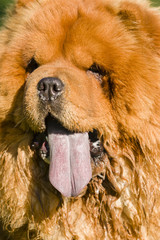 Chow Chow  dog portrait