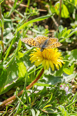 a yellow butterfly on a yellow flower
