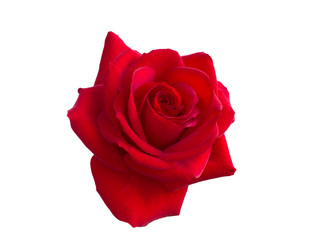 Fototapeta premium red rose
