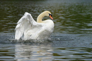 Mute Swan, Cygnus olor