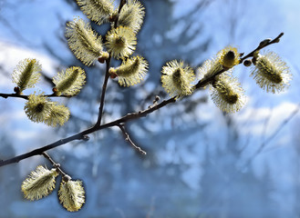 Pussy willow catkin
