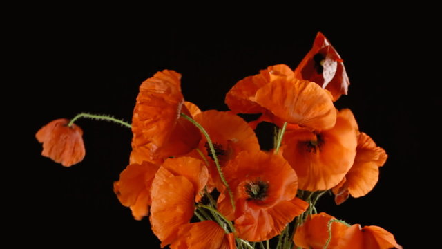 Poppies red black wind