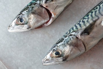 Fresh mackerel fishes