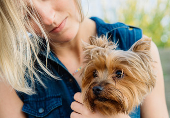 pretty yorkshire terrier on the girl's knees