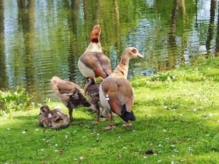 Nilgänse