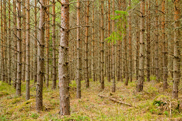 Pine trees in the virgin forest