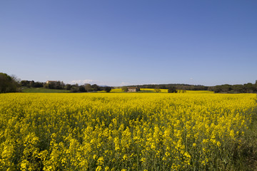 Field with yellow flowers