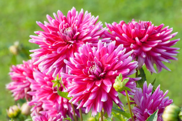 Flowers Pink Dahlia