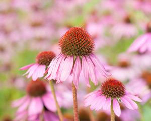 Flowers Echinacea purpurea in garden