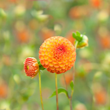 Flowers Orange Dahlia