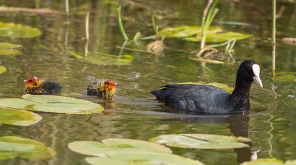 Common Coot (Fulica atra)