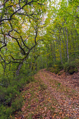 Camino otoñal de tierra y hojas caidas en bosque 