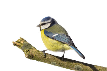 Perched blue tit from the back looking left on white background