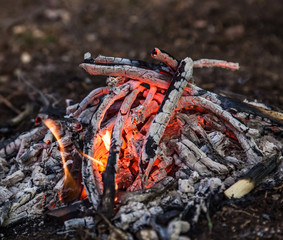 Bonfire in spring forest